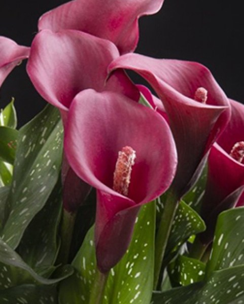 Zantedeschia Royal Valentine3